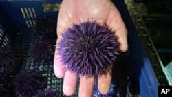 In this May 20, 2019 photo, a purple urchin is held at Bodega Marine Lab, which is running a pilot project to remove purple urchins from the ocean floor, feed and restore them to health, then sell them as premium seafood in Bodega Bay, Calif. 