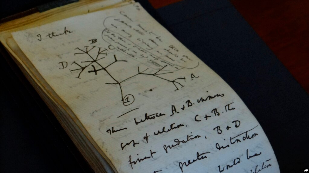 In this photo provided by Cambridge University Library on April 5, 2022, a view of the Tree of Life Sketch in one of naturalist Charles Darwin's notebooks which have recently been returned after missing for 20 years. (Stuart Roberts/Cambridge University Library via AP)