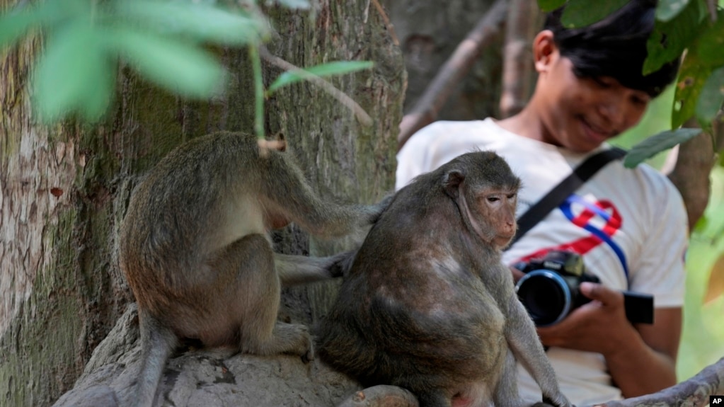 YouTuber Phut Phu takes videos of monkeys near the Bayon temple of an Angkor Wat temple complex in Siem Reap province, Cambodia, Tuesday, April 2, 2024. (AP Photo/Heng Sinith)