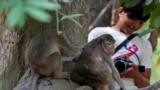 YouTuber Phut Phu takes videos of monkeys near the Bayon temple of an Angkor Wat temple complex in Siem Reap province, Cambodia, Tuesday, April 2, 2024. (AP Photo/Heng Sinith)