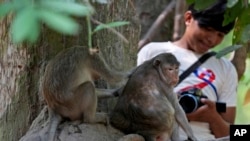 YouTuber Phut Phu takes videos of monkeys near the Bayon temple of an Angkor Wat temple complex in Siem Reap province, Cambodia, Tuesday, April 2, 2024. (AP Photo/Heng Sinith)