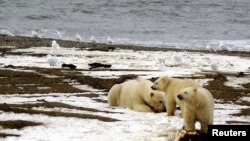 Seekor beruang kutub dan dua anaknya di pantai Laut Beaufort di Area 1002 Suaka Margasatwa Nasional Arktik, 21 Desember 2005. (Foto: Perpustakaan Dinas Perikanan dan Perlindungan Satwa Liar Alaska via REUTERS)