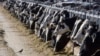 Person is diagnosed with bird flu after being in contact with cows in Texas