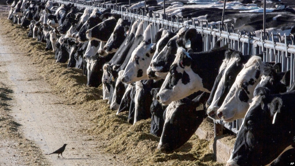 资料照片：新墨西哥州的一处奶牛场。(2017年3月31日)(photo:VOA)