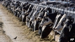 ARCHIVO - Ganado lechero alimentándose en una granja el 31 de marzo de 2017, cerca de Vado, Nuevo México. El Departamento de Agricultura de EEUU dijo el lunes 25 de marzo de 2024 que muestras de leche de vacas lecheras en Texas y Kansas dieron positivo a la gripe aviar.