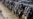Una persona es diagnosticada con gripe aviar tras interactuar con vacas en Texas