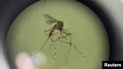 Dang qızdırması xəstəliyi keçirən Aedes aegypti ağcaqanadı