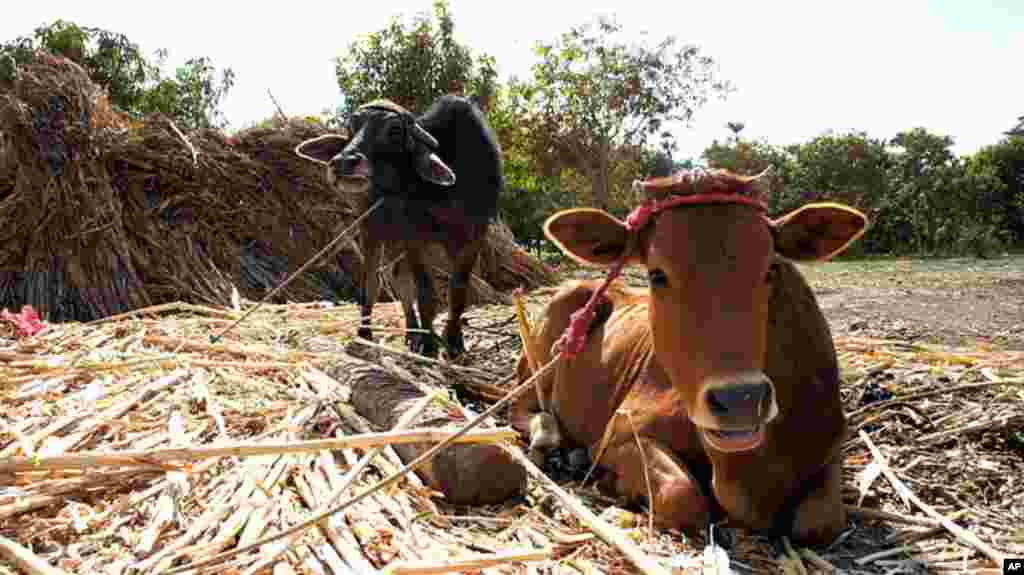 Cattle outside the houses of Kafr Torky, February 13, 2011 (VOA photo - E. Arrott)