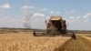 Комбайнер збирає пшеницю на полі біля села Новософіївка Миколаївської області 4 липня 2023 року