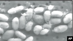 Image of GFAJ-1 grown on arsenic