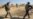 Thousands Flee as Iraqi Forces Advance in Kirkuk