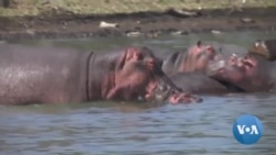 Africa’s Lakes and Rivers Thrive on Hippo Dung