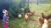 In Farm PreSchool, kids befriend farm animals and learn about them.