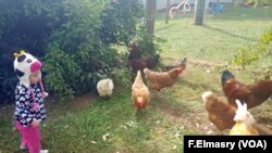 Di sekolah alam ini anak-anak berteman dengan hewan ternak dan mempelajari mereka.