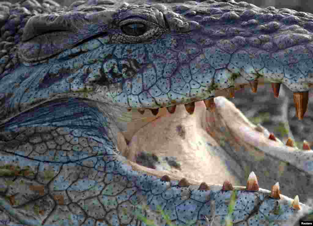 A crocodile at the Nairobi National Park outside the Kenyan capital