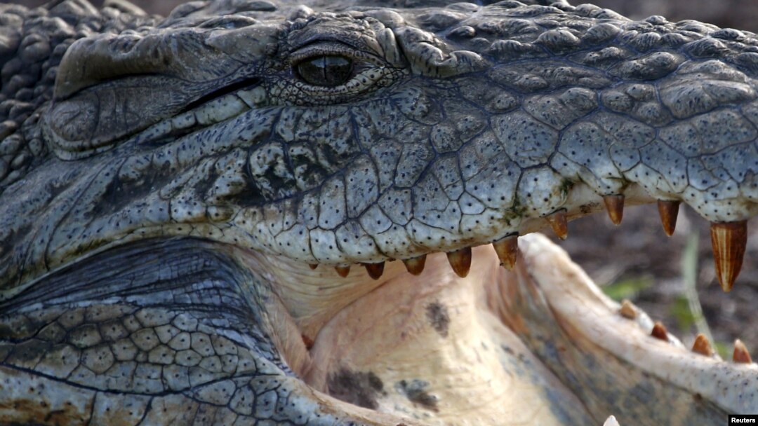 Nile crocodiles, like this one photographed in Nairobi, are turning up in Florida. 