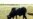 Cattle Plague Declared Eradicated