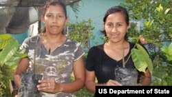 Two Honduran women graft coffee plants, a skill they learned through a program supported by Pathways to Prosperity. 