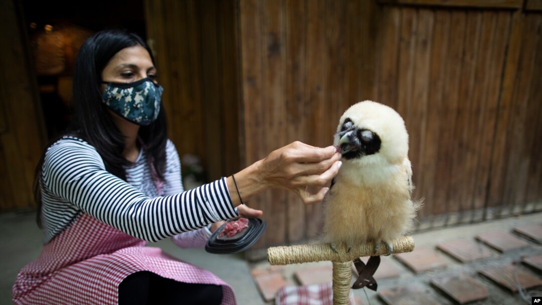 La veterinaria y ambientalista Grecia Marquis alimenta a un búho de anteojos que cayó de un árbol hace un mes, en Caracas, Venezuela. Septiembre 21 de 2020.