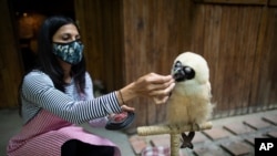 La veterinaria y ambientalista Grecia Marquis alimenta a un búho de anteojos que cayó de un árbol hace un mes, en Caracas, Venezuela. Septiembre 21 de 2020.