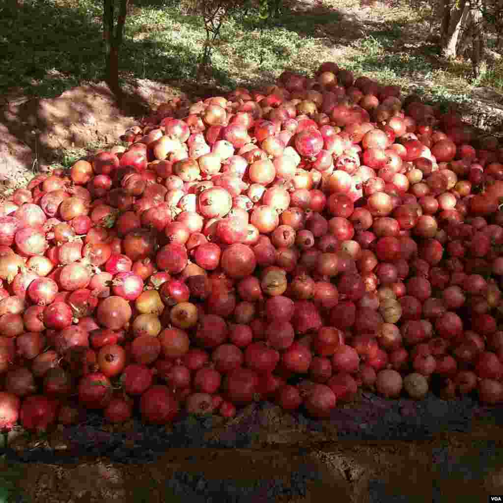 انار چينی روستای شحنه يزد عکس: محمد (ارسالی شما)