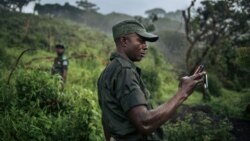 SML: Ba nzoko ya parc national ya Virunga bazali kokota na mboka Mahimbi mpe kobebisa bilona na territoire ya Beni