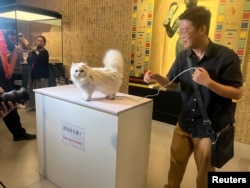 แมวถ่ายภาพกับเจ้าของที่ทางเข้างาน Shanghai Museum's "Meow Night" ที่นครเซี่ยงไฮ้ จีน 31 ส.ค. 2024 (REUTERS/Casey Hall)