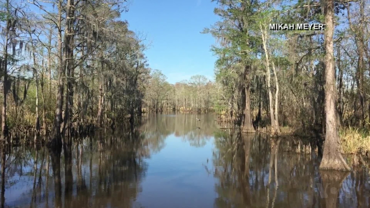 Gliding through a cypress swamp in Texas