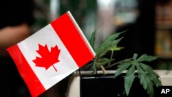 Loket kasir yang dihiasi bendera Kanada dan daun ganja imitasi di BC Marijuana Party Headquarters di Vancouver, British Columbia, 23 Februari 2010. 