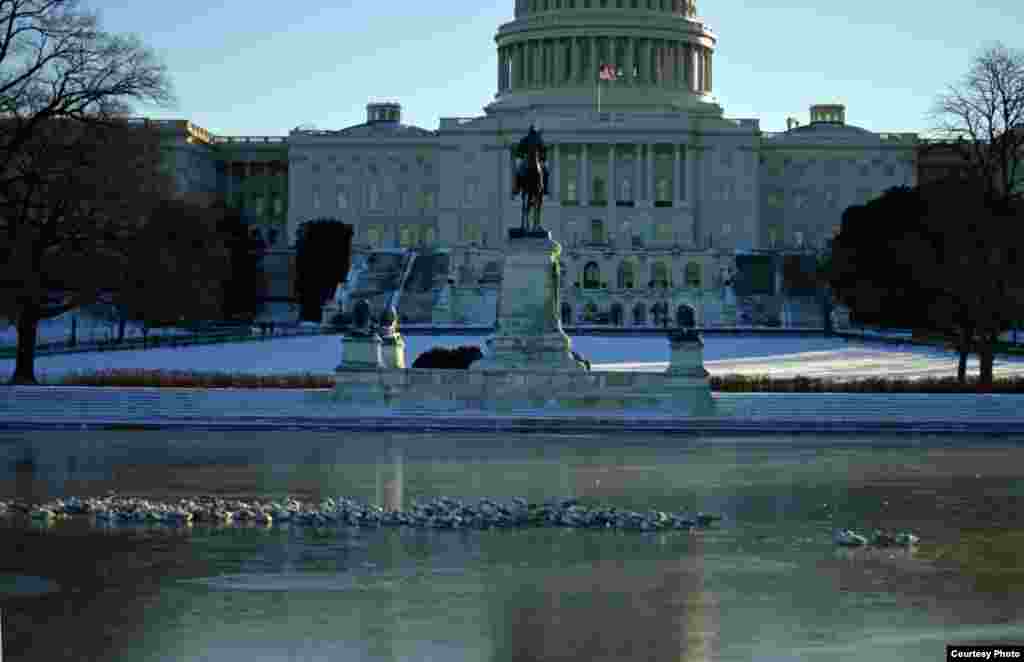 Seagulls sit on ice in the pool outside the U.S. Capitol Hill in Washington, D.C., as post-snowstorm freezing weather continues. (Photo taken by Diaa Bekheet/VOA)