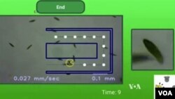 Anak-anak bermain Pac-Man dengan Mikroba