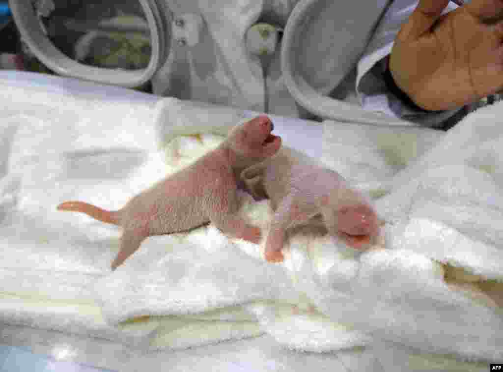 This handout picture taken by Wakayama Adventure World shows twin giant panda babies, born at the Wakayama Adventure World zoo at Shirahama in Wakayama prefecture, western Japan.