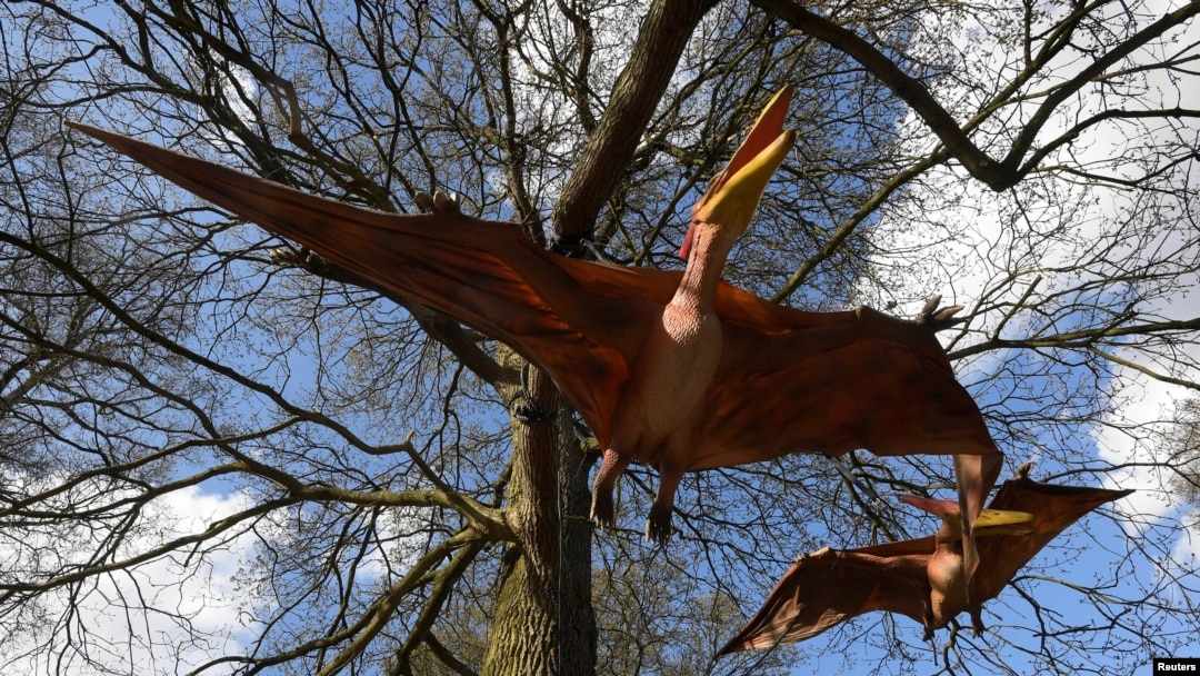 FILE - Animatronic pterosaurs are seen ahead of an interactive exhibition, Jurassic Kingdom, at Osterley Park in west London, Britain, March 31, 2017.