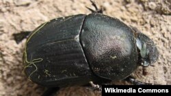 Dung Beetle (File photo)