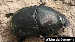 Dung Beetle (File photo)