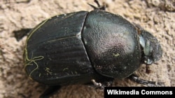 Dung Beetle 