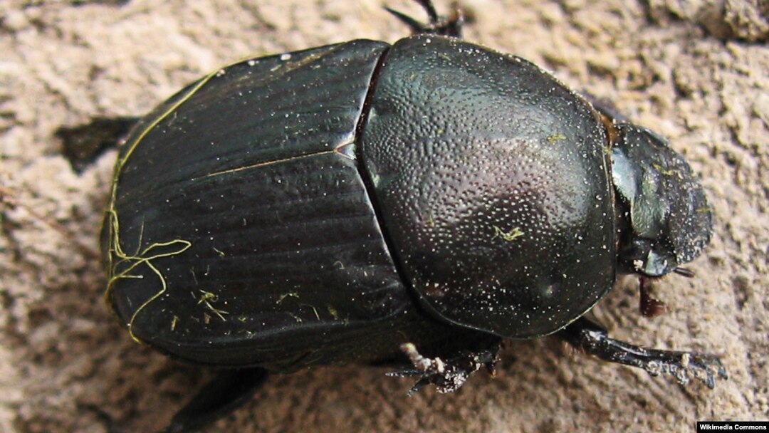 A new study shows that dung beetles take a snapshot of the sky and use the information to navigate.