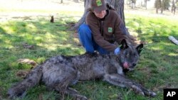 FILE - In this May 19, 2011 photo, provided by the Oregon Department of Fish and Wildlife, the Imnaha wolf pack's alpha male OR-4 lies down after being refitted with a working GPS collar in Wallowa County east of Joseph, Ore.