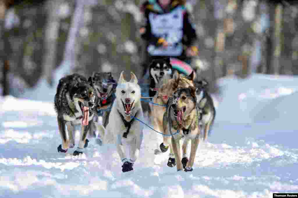 미국 알레스카 윌로우에서 아이디타로드(Iditarod) 개썰매경주가 열렸다. 