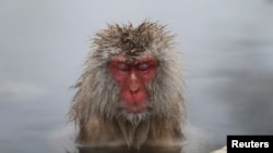 A Japanese Macaque (or Snow Monkey) soaks in a hot spring at a snow-covered valley in Yamanouchi town, central Japan January 20, 2014. 