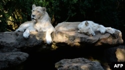 FILE - Lions rest in their enclosure in La Fleche zoological park, western France, Aug. 7, 2020.