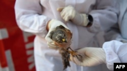 Volunteers wearing Personal Protective Equipment (PPE) as a precaution against the spread of bird flu treat an injured rescued bird at a temporary shelter in Ahmedabad, India, on Jan. 13, 2021.