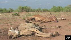 What once were emaciated, dehydrated cattle are now rotting corpses, victims of one of the worst droughts in the Garba Tulla area of Isiolo South