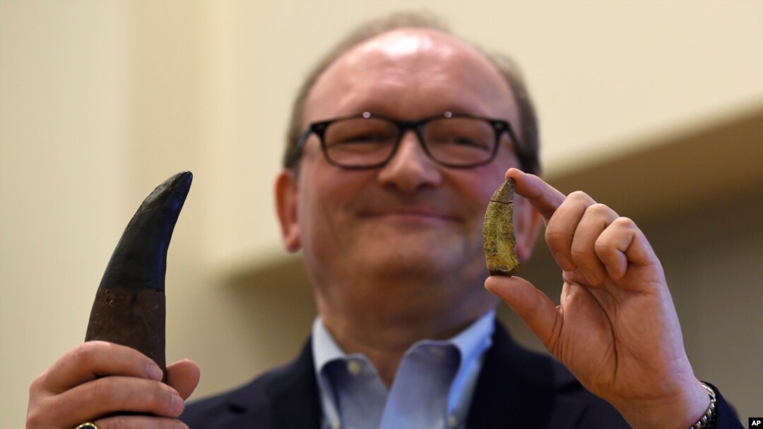 Professor Xans Diter Syus O'zbekistonda topilgan tiranozavr ajdodining tishini namoyish qilmoqda.