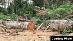 In southwest Cameroon, forests are razed for a palm oil plantation. (Courtesy Center for Environment and Development Cameroon) 