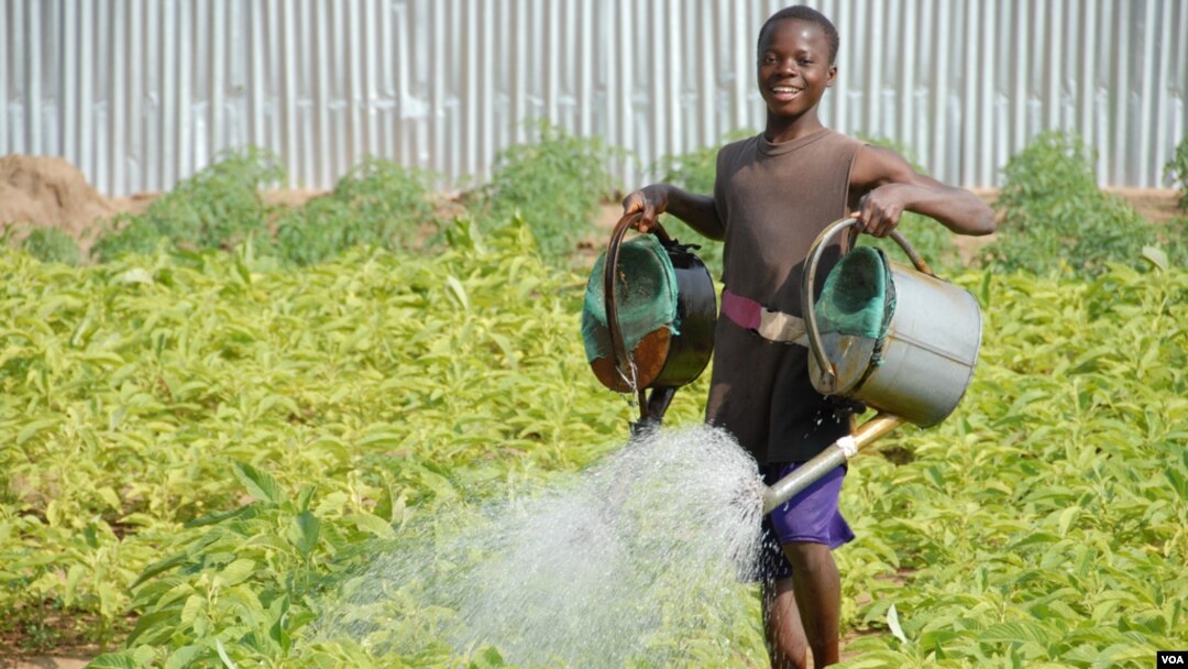 Ảnh tư liệu - Một cậu bé ở Benin tưới những luống cây trồng trên mảnh đất mà trước đây nông nghiệp không thể phát triển. Nước được bơm bằng năng lượng mặt trời. (Ảnh SELF)