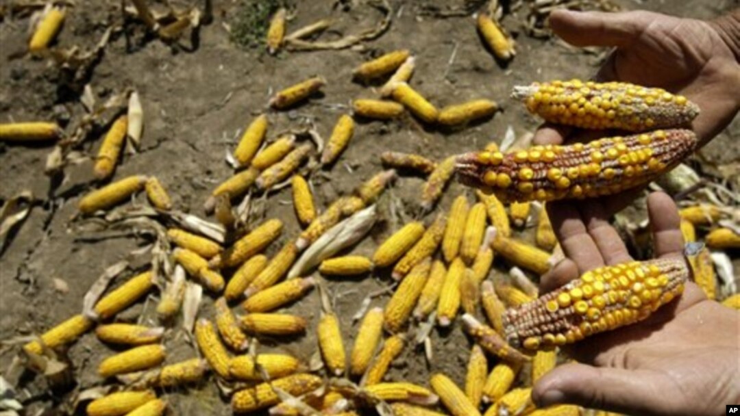 Kecemasan meningkat selagi petani Kenya melaporkan kerugian 60 % lebih dari hasil panen yang biasa mereka peroleh. (foto: Dok).
