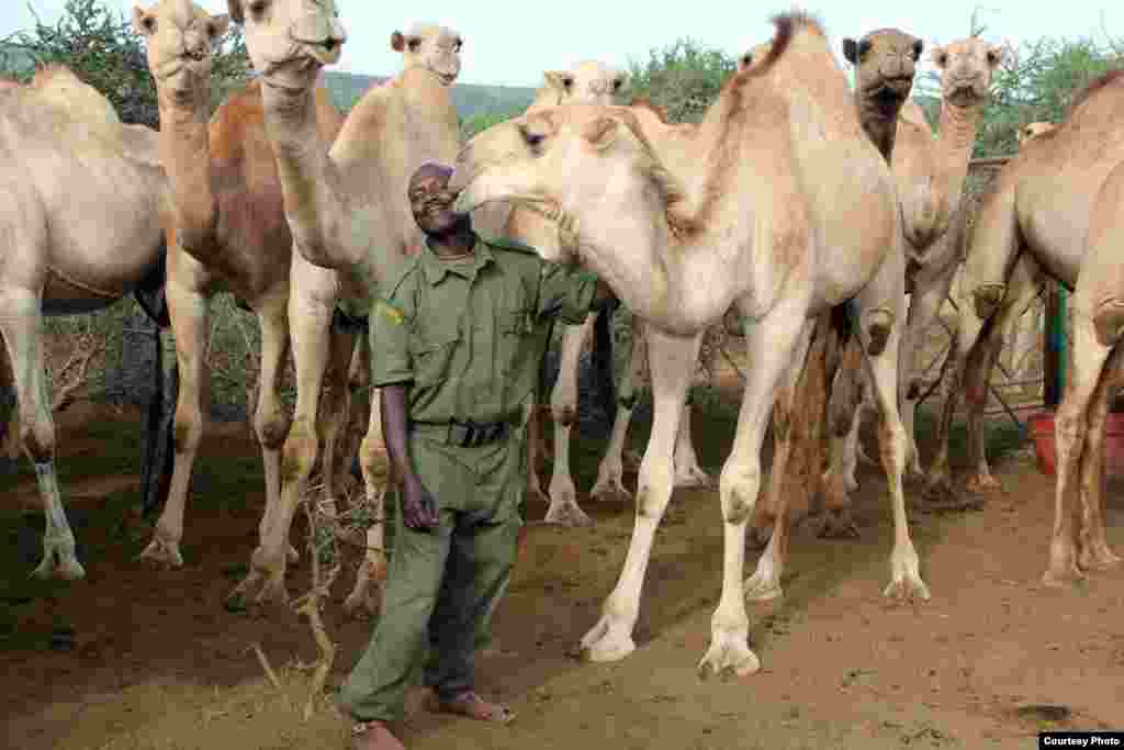 Mid kamid ah Geeljirayaasha Xaruunta oo la ciyaaraya neef geela. (Sharon Deem, Saint Louis Zoo)