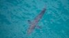 3-Meter Great White Shark Kills Surfer in Australia