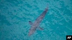 In this image made from aerial video, a shark swims along the coast of Kingscliff, New South Whales, Australia, June 7, 2020. 